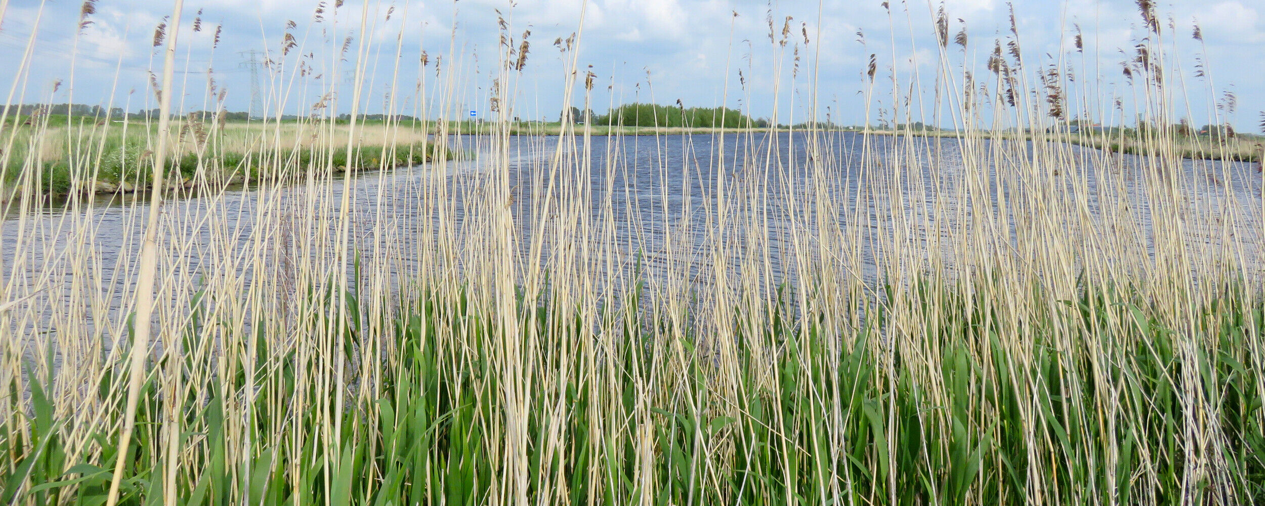 rietkraag